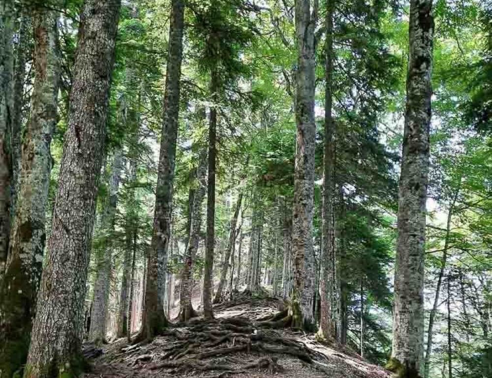 Rafting Tarom i najatraktivnije prirodne lepote